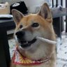 柴犬 きなこ＆もなかの おかーしゃん🐕 的头像