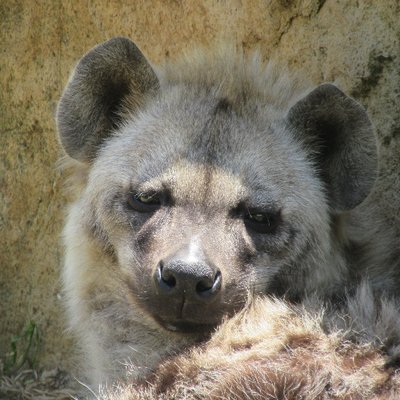 zoo_biker's profile picture