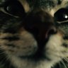 catlover12 的头像