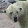 クマプー 的头像