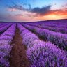 Profilbild von Lavender
