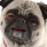 Anthony Chachere's profile picture
