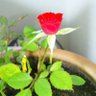 みゅかん profil fotoğrafı
