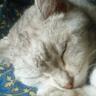 Summy Kaz profil fotoğrafı