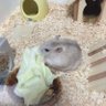 ぺんた's profile picture