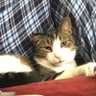 Фото профиля Meatball McFuzzpants
