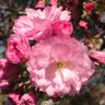 Profilbild von sakura_no_hayashi