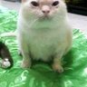 MisteriusMaster's profile picture