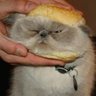 風来人's profile picture