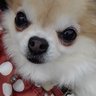 チョコちっち's profile picture