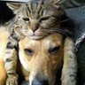 power cat 的头像