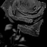 Nikita's profile picture