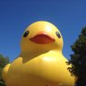 Фото профиля RubberduckCanuk🐤🇨🇦☮️🌻