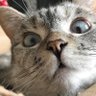 peiyan profil fotoğrafı