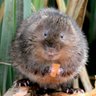 Profilbild von watervole
