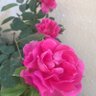 شُـوشّ 🌼🍃 的头像