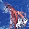 Multitarantula1 的头像