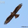 MergenHan profil fotoğrafı