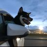 kachi kachi profil fotoğrafı