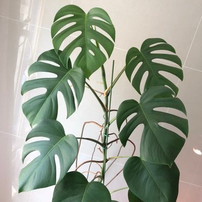 식물이랑's profile picture