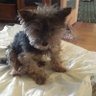 Big Dog's profile picture
