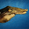 Scott F Kenward's profile picture