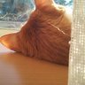 Фото профиля 窓の猫