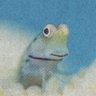 カエルさんの歌's profile picture