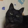 一夜干しの猫カティカワ's profile picture