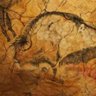Painted Bulls On Cave Walls's profile picture
