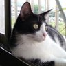 CrazyCat 的头像