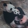 梨香 的头像