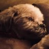 lesley (mostly inactive)'s profile picture