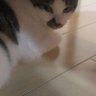 フラウ・エカテリーナ's profile picture