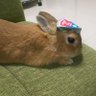 ふえふえ's profile picture