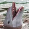 Фото профиля BungieDolphin