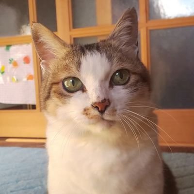 hanazou's profile picture