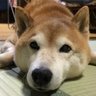 ただの山田 的头像