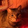ベルΩ's profile picture