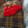 ROMEO's profile picture