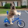 Dogs On Bikes profil fotoğrafı