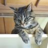 よこよこ's profile picture