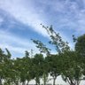 半夏合欢 profil fotoğrafı