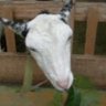 ricercare's profile picture