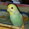 くろーばー profil fotoğrafı