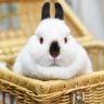ヒマラヤンのうさぎ 的头像