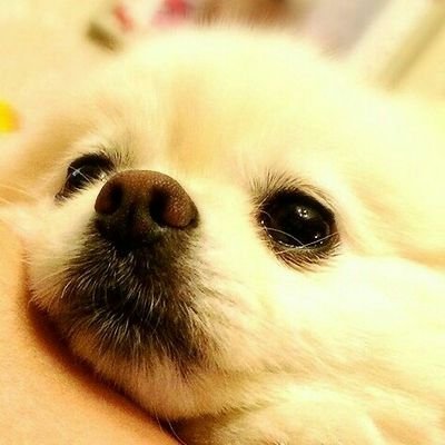 おうまちゃん's profile picture