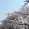 Profilbild von 桜の木