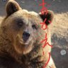 オールドルーキー's profile picture