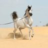 المصري 的头像